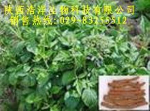 Salvia Root P.E